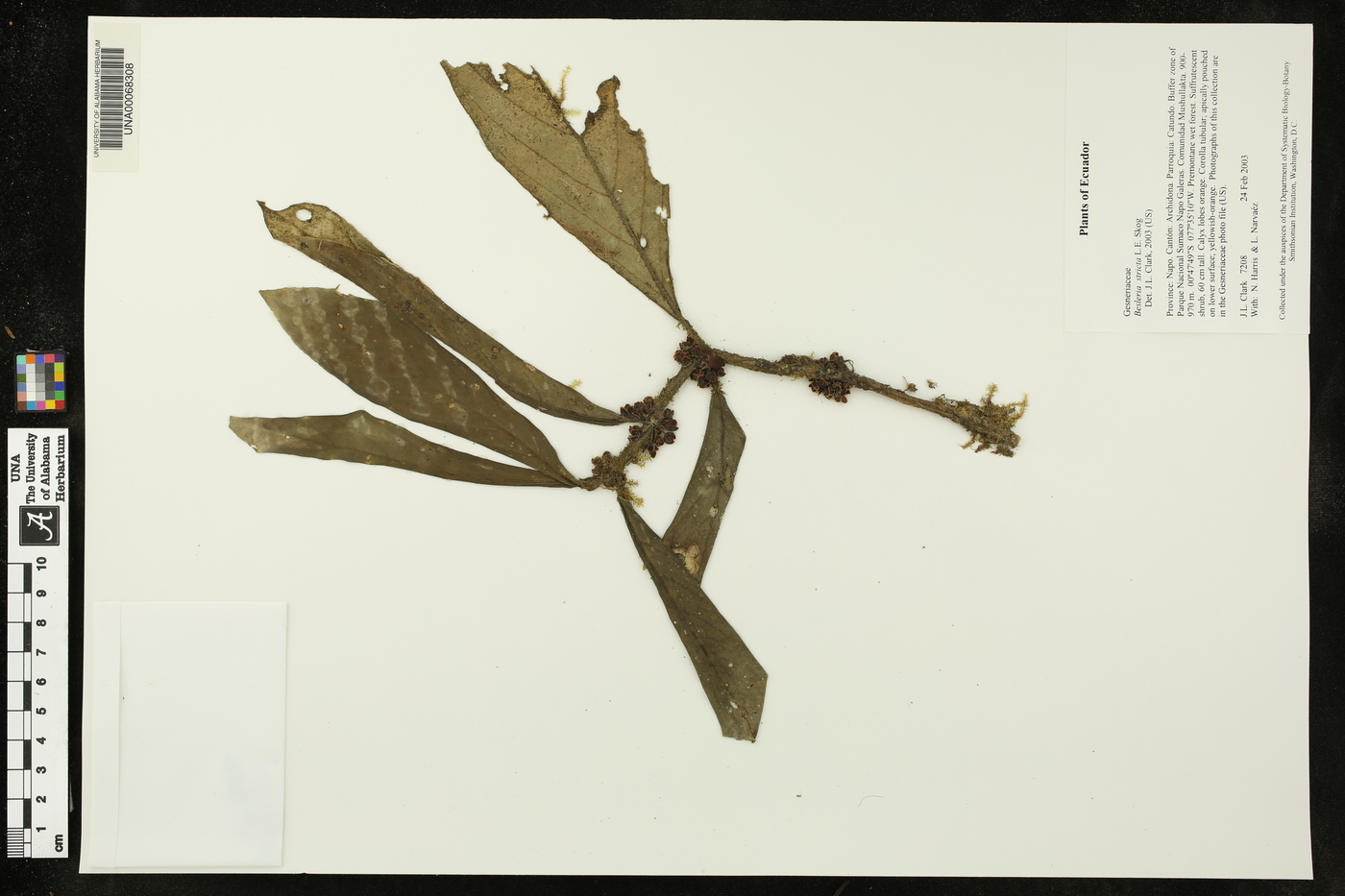 Besleria arborescens image