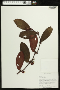 Columnea lehmannii image
