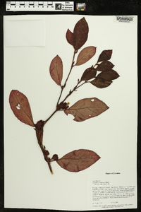 Columnea lehmannii image