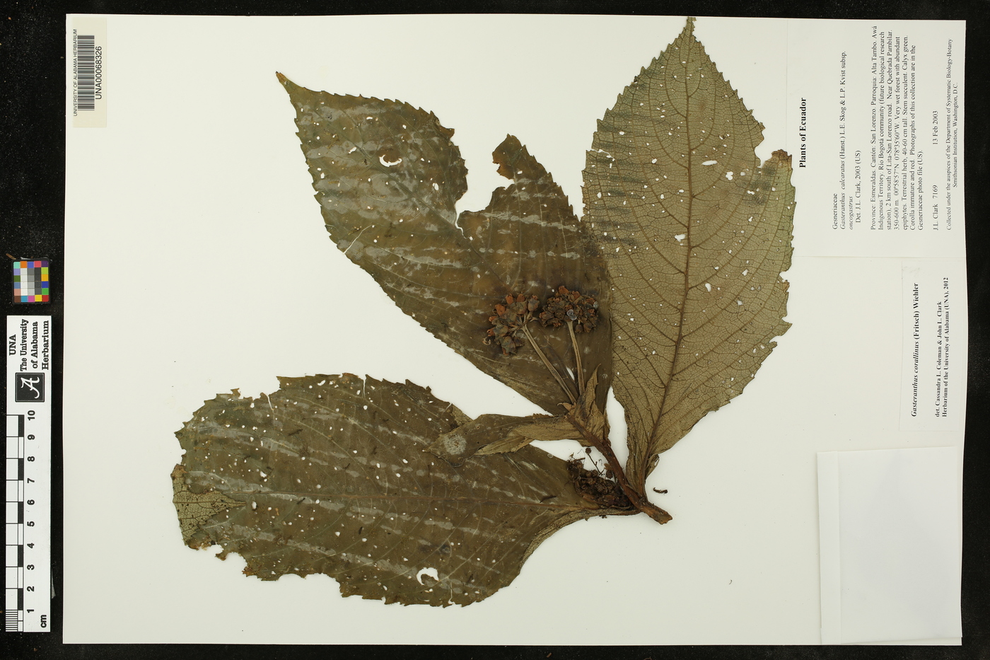 Gasteranthus corallinus image