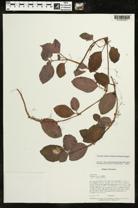 Nomopyle dodsonii image