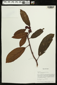 Columnea minutiflora image