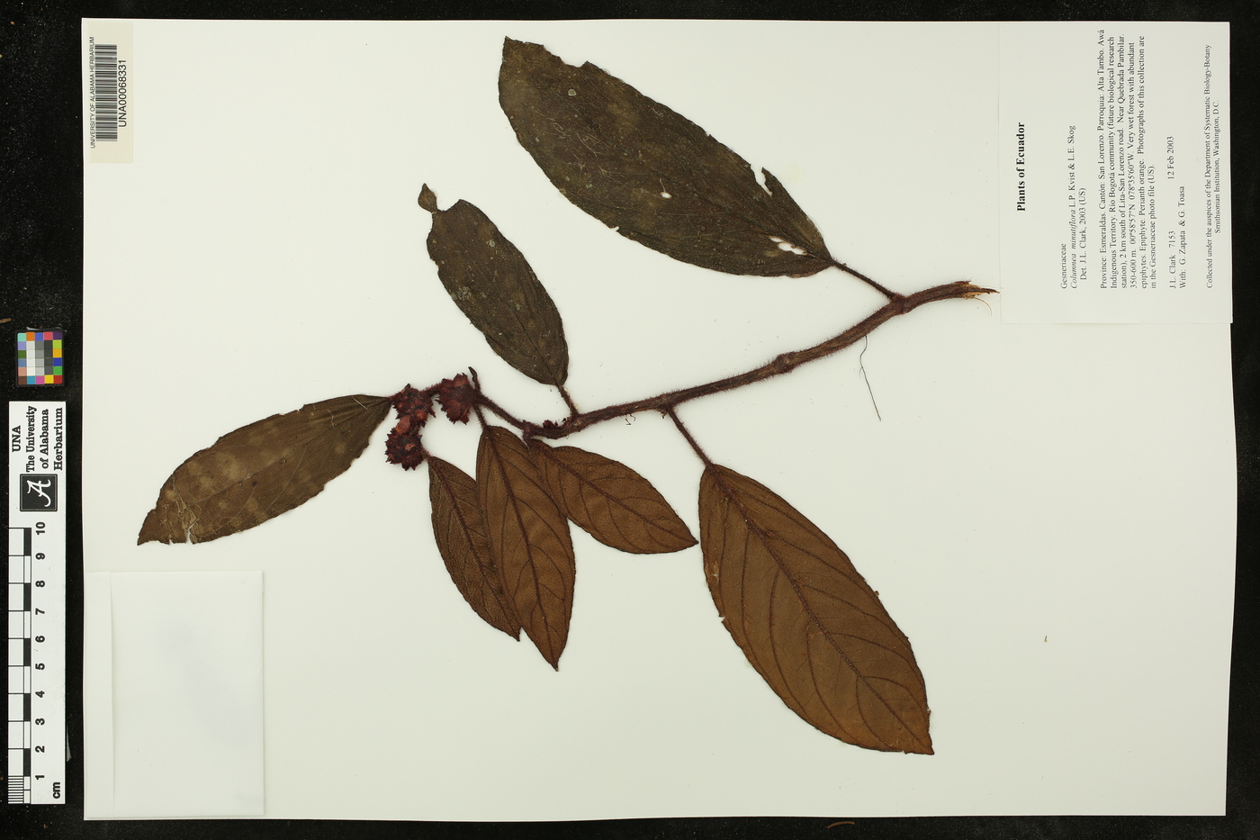 Columnea minutiflora image