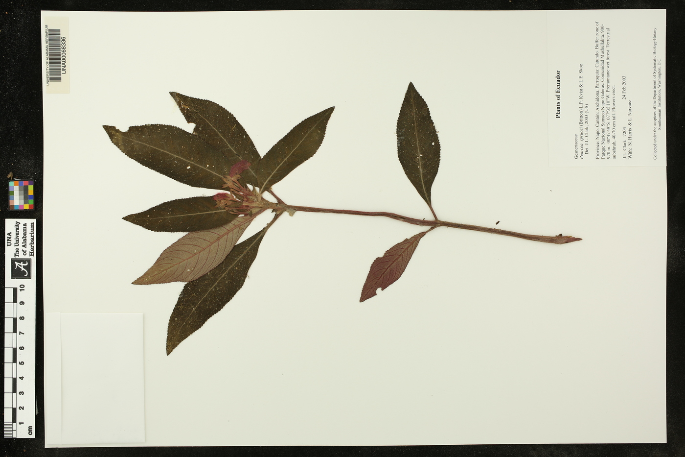 Pearcea sprucei image