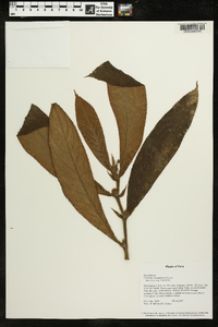 Columnea inaequilatera image