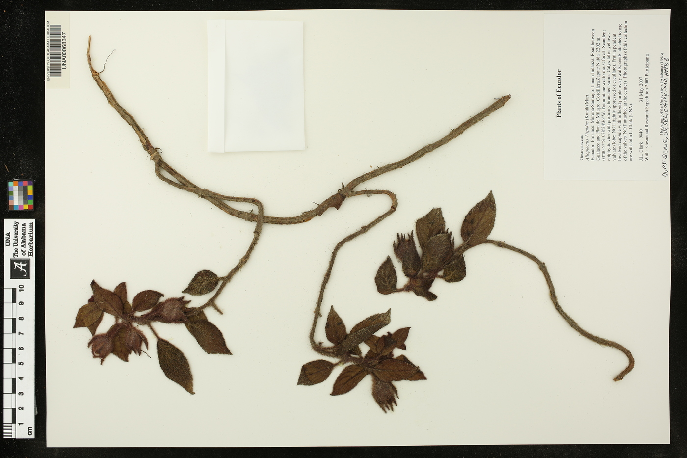 Alloplectus hispidus image