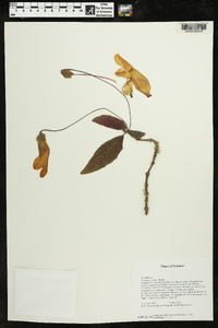 Columnea strigosa image