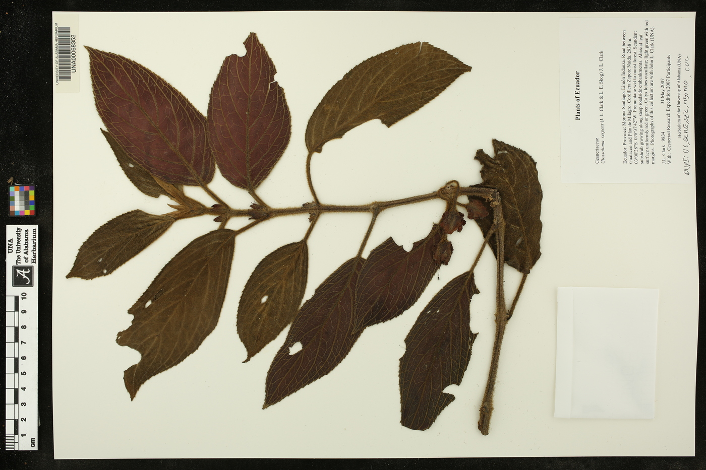 Glossoloma serpens image