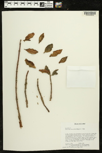 Image of Glossoloma altescandens