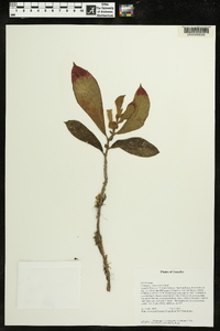 Columnea villosissima image