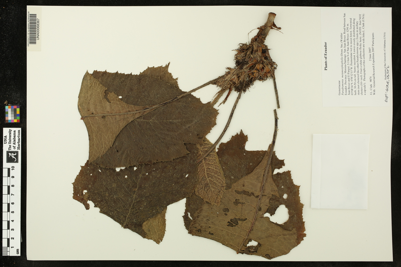 Paradrymonia metamorphophylla image