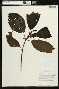 Pearcea schimpfii image