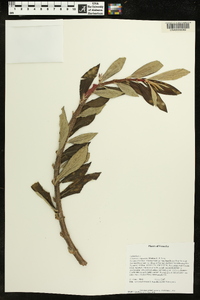 Columnea angustata image