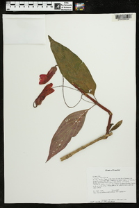 Columnea strigosa image