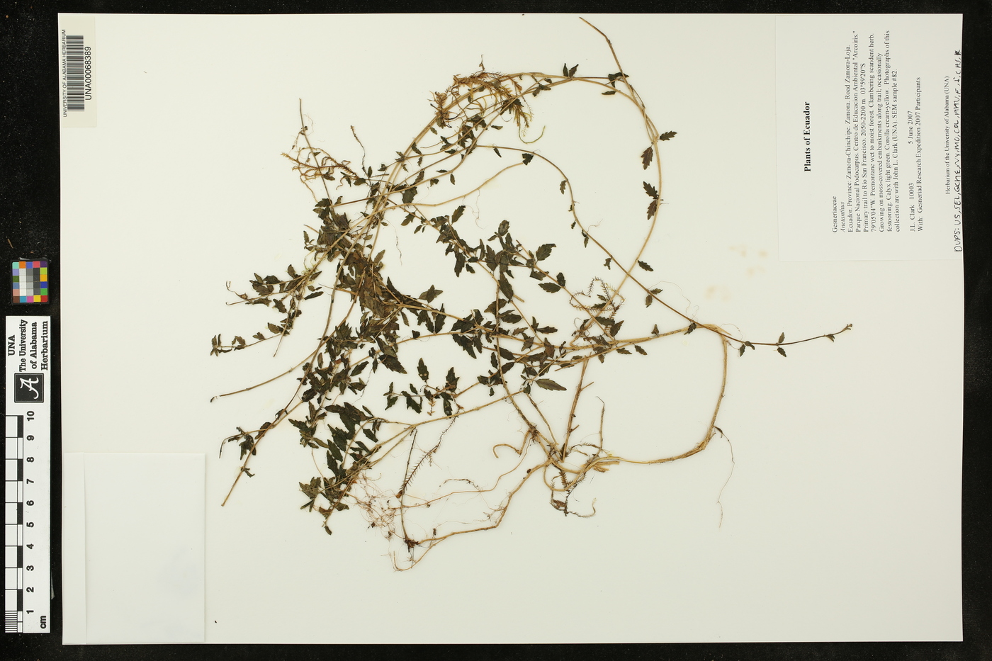 Anetanthus image