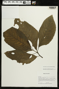 Gasteranthus calcaratus image