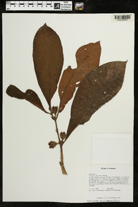 Columnea inaequilatera image