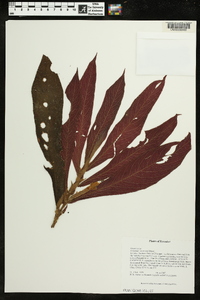 Columnea tessmannii image