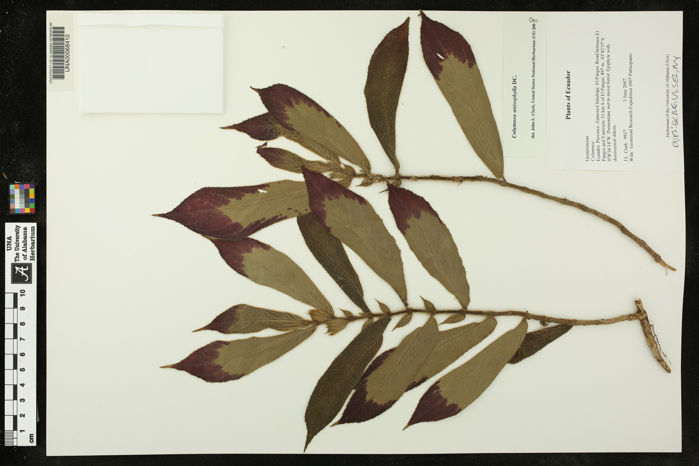 Columnea anisophylla image