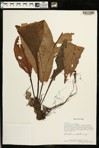 Paradrymonia fuquaiana image