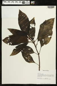 Pearcea schimpfii image