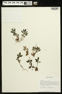 Cremosperma congruens image