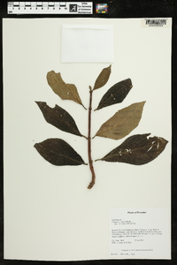 Columnea strigosa image