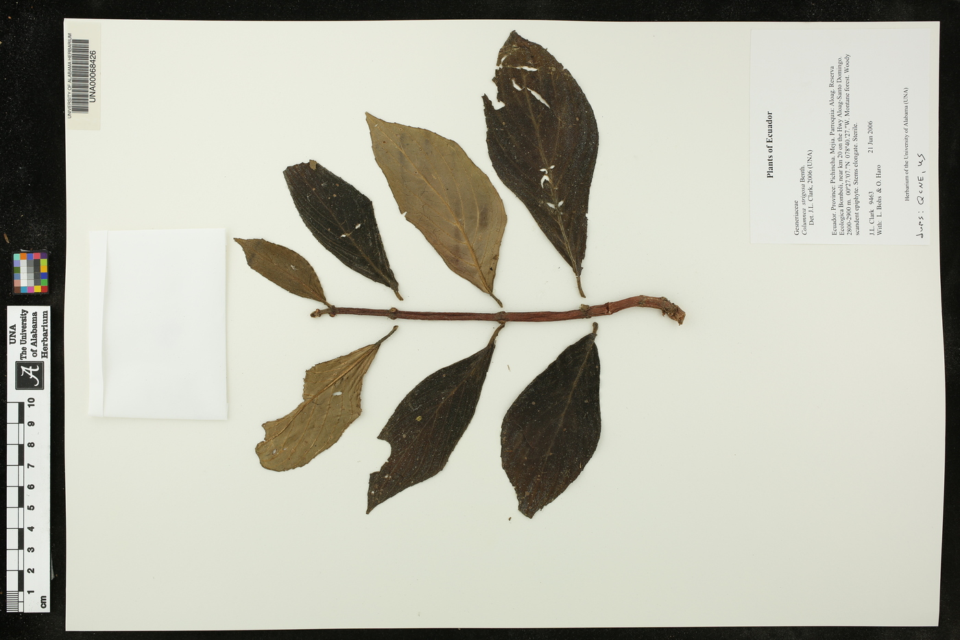 Columnea strigosa image