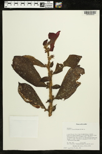 Columnea tenensis image