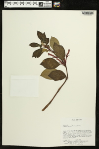 Columnea angustata image