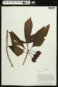 Columnea dielsii image
