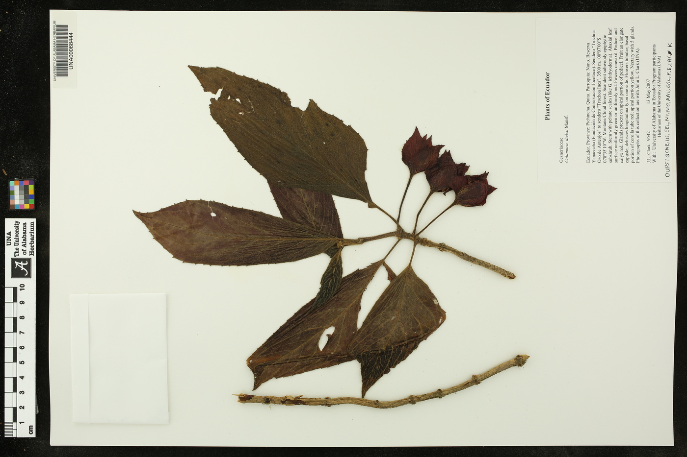 Columnea dielsii image