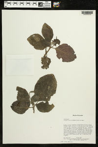 Nomopyle dodsonii image