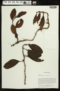 Columnea minutiflora image