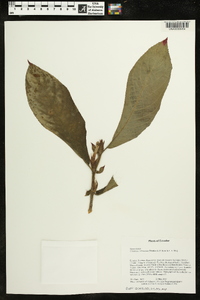 Columnea rubriacuta image