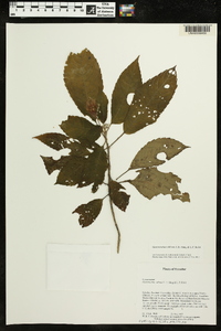Media resource of Gasteranthus villosus