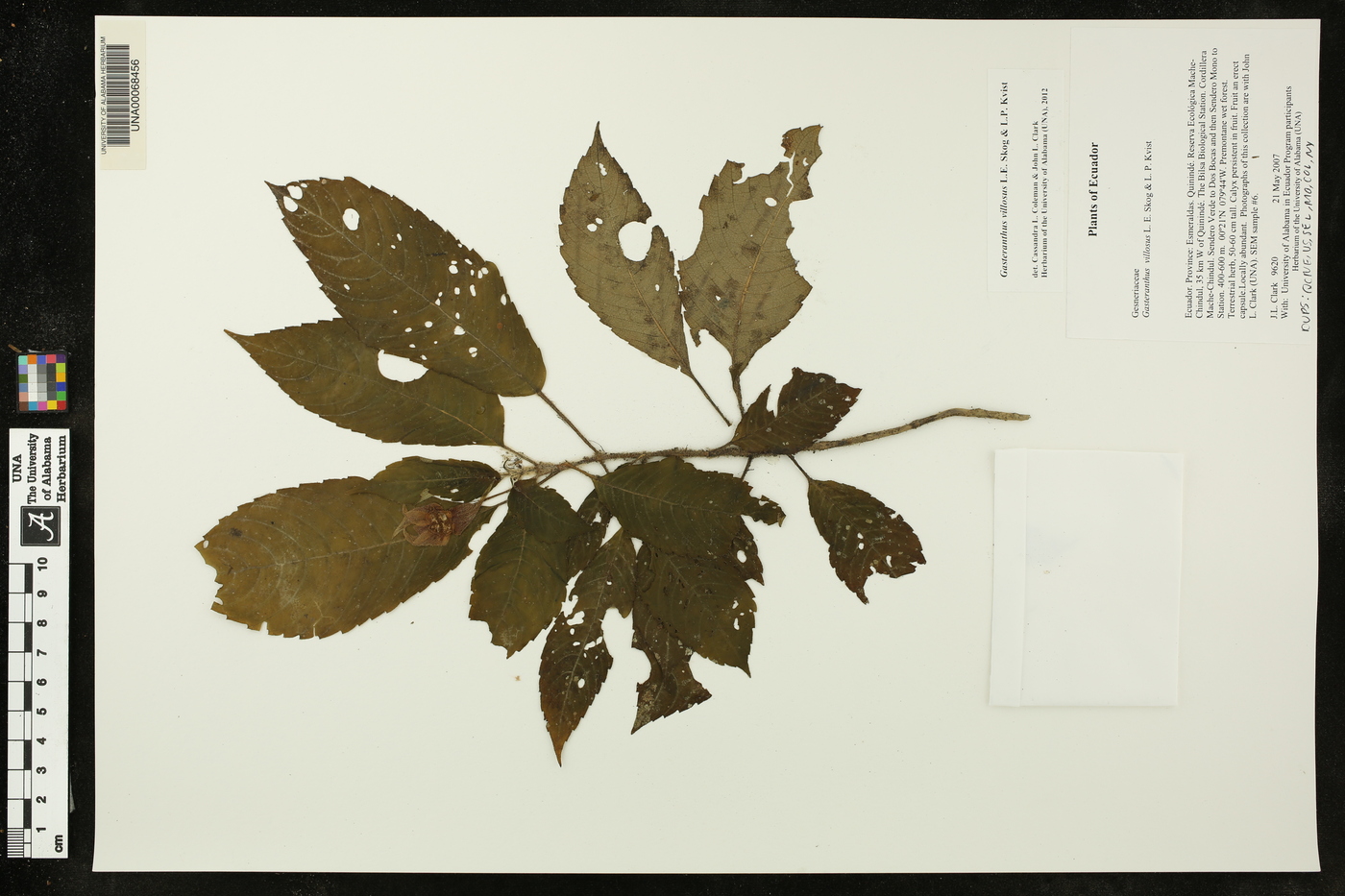 Gasteranthus villosus image