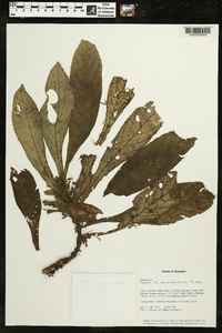 Media resource of Napeanthus ecuadorensis