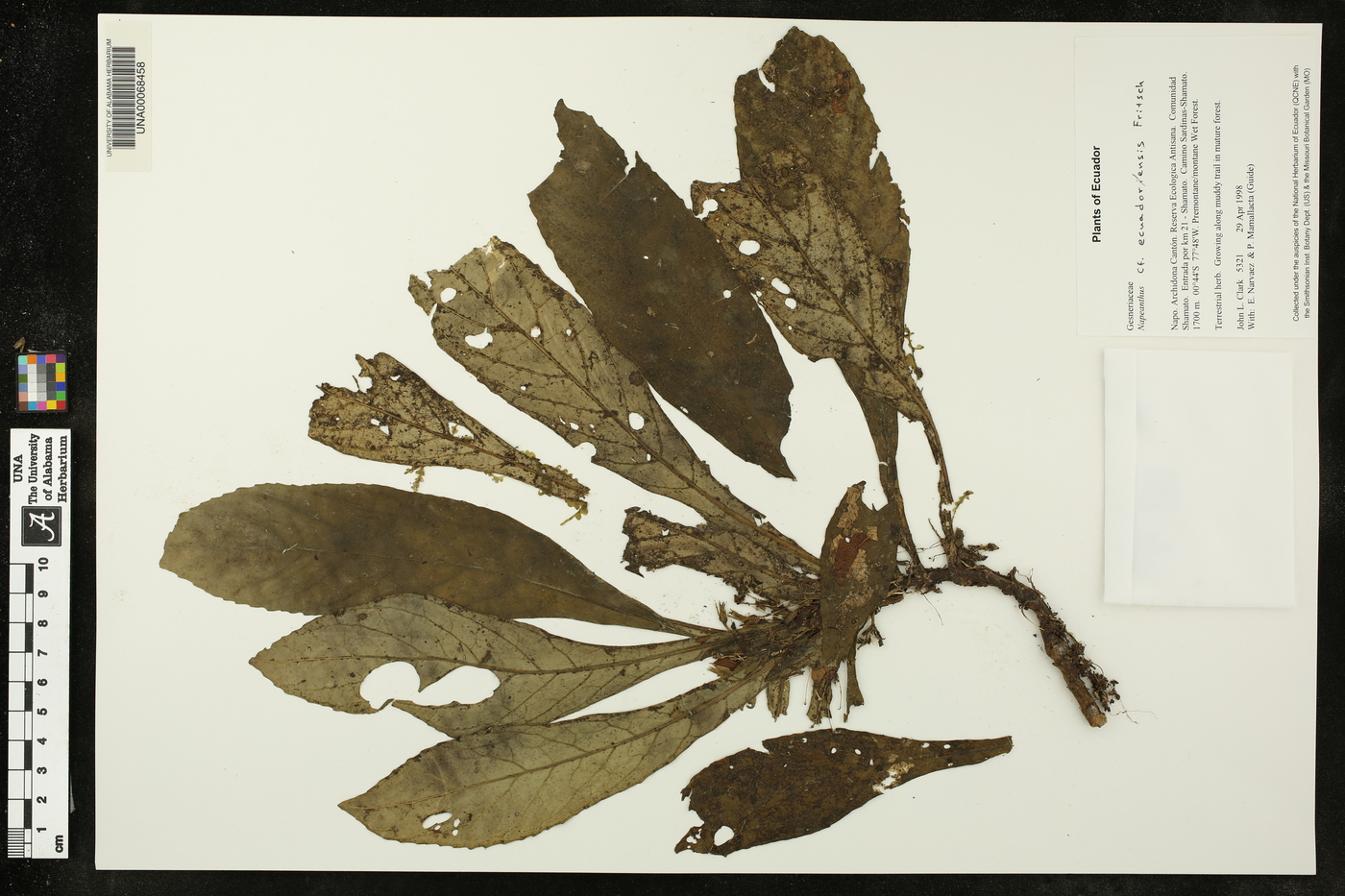 Napeanthus ecuadorensis image