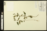 Acalypha gracilens image