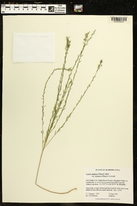 Linum medium var. texanum image