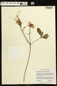 Rhododendron austrinum image