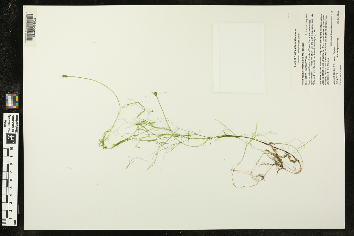 Potamogeton confervoides image