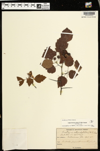 Crataegus iracunda image