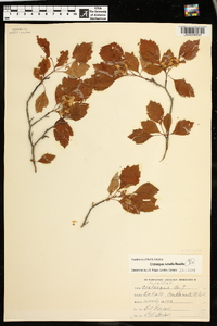 Crataegus rubella image