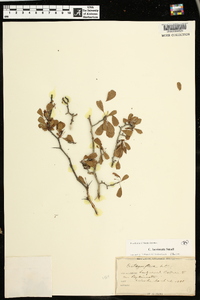 Crataegus lacrimata image