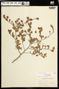 Crataegus munda image