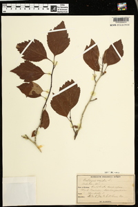 Crataegus viridis image