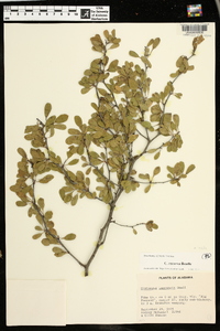 Crataegus flava image