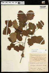 Crataegus opima image